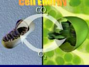 Cell Energy