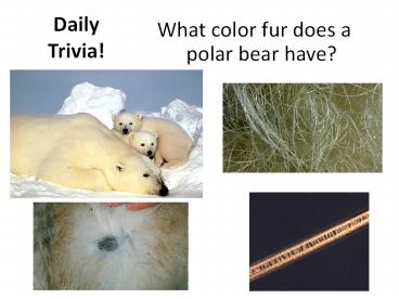 Daily Trivia!