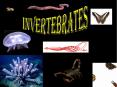 Invertebrates PowerPoint PPT Presentation
