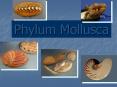 Phylum Mollusca PowerPoint PPT Presentation
