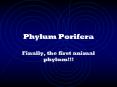 Phylum Porifera PowerPoint PPT Presentation