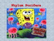 Phylum Porifera