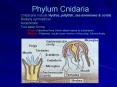 Phylum Cnidaria PowerPoint PPT Presentation