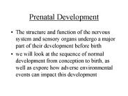 Prenatal Development