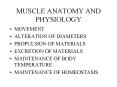 MUSCLE ANATOMY AND PHYSIOLOGY PowerPoint PPT Presentation