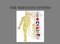 THE NERVOUS SYSTEM PowerPoint PPT Presentation