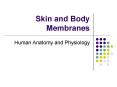 Skin and Body Membranes PowerPoint PPT Presentation