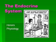 The Endocrine System