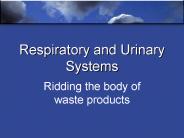 Respiratory and Urinary Systems