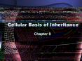 Cellular Basis of Inheritance PowerPoint PPT Presentation