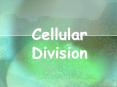 Cellular Division PowerPoint PPT Presentation