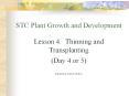 STC Plant Growth and Development  Lesson 4: Thinning and Transplanting (Day 4 or 5)  Kennewick School District PowerPoint PPT Presentation