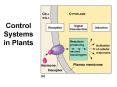 Control Systems in Plants PowerPoint PPT Presentation
