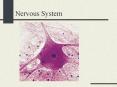 Nervous System PowerPoint PPT Presentation