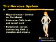 The Nervous System PowerPoint PPT Presentation