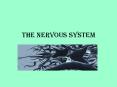 The Nervous System PowerPoint PPT Presentation