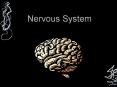 Nervous System PowerPoint PPT Presentation