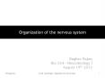 Organization of the nervous system PowerPoint PPT Presentation