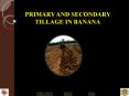 PRIMARY AND SECONDARY TILLAGE IN BANANA PowerPoint PPT Presentation