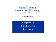 Blood Vessels