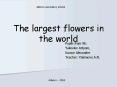 The largest flowers in the world PowerPoint PPT Presentation