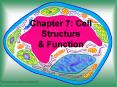 Chapter 7: Cell Structure PowerPoint PPT Presentation