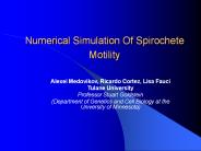 Numerical Simulation Of Spirochete Motility