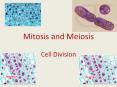Mitosis and Meiosis PowerPoint PPT Presentation