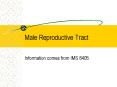 Male Reproductive Tract PowerPoint PPT Presentation