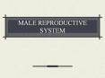 MALE REPRODUCTIVE SYSTEM PowerPoint PPT Presentation