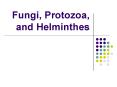 Fungi, Protozoa, and Helminthes PowerPoint PPT Presentation