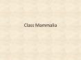 Class Mammalia PowerPoint PPT Presentation