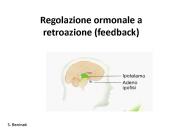 Regolazione ormonale a retroazione (feedback)