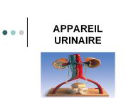 APPAREIL URINAIRE
