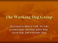 The Working Dog Group PowerPoint PPT Presentation