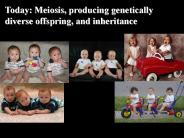 Today: Meiosis, producing genetically diverse offspring, and inheritance