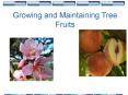 Growing and Maintaining Tree Fruits PowerPoint PPT Presentation