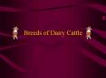 Breeds of Dairy Cattle PowerPoint PPT Presentation
