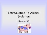 Introduction To Animal Evolution