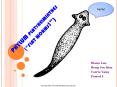 PHYLUM PLATYHELMINTHES ( PowerPoint PPT Presentation