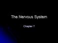 The Nervous System PowerPoint PPT Presentation