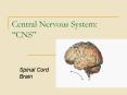 Central Nervous System:  PowerPoint PPT Presentation
