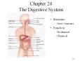 Chapter 24 The Digestive System PowerPoint PPT Presentation