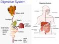 Digestive System PowerPoint PPT Presentation
