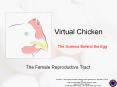 Virtual Chicken PowerPoint PPT Presentation