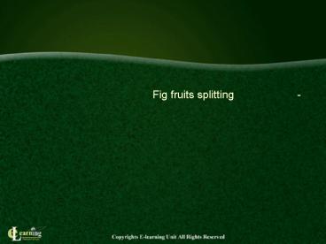 1- ???? ???? ????? Fig fruits splitting