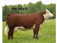 Hereford