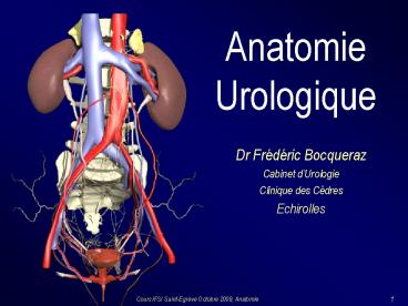 Anatomie Urologique