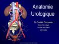 Anatomie Urologique PowerPoint PPT Presentation