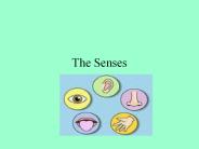 The Senses